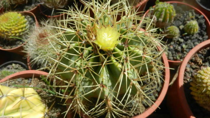 Ferocactus yellow