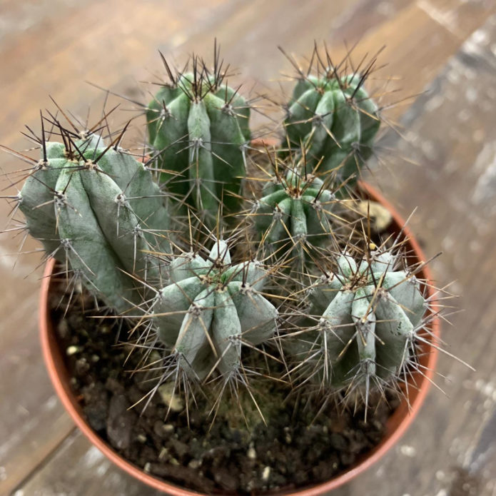 Ferocactus babies