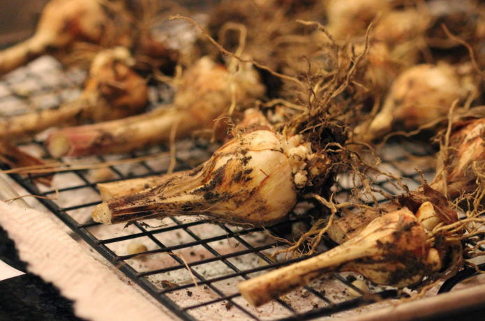 Drying onion babiana