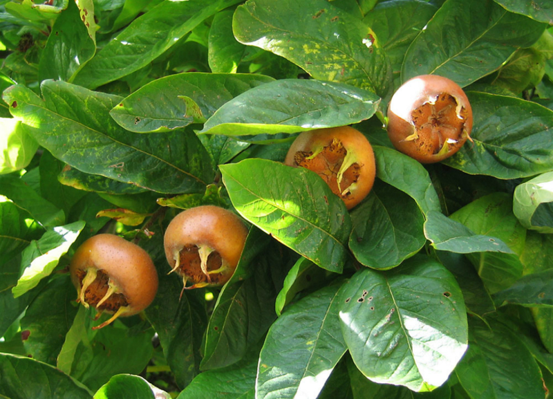 Germanic Caucasian medlar