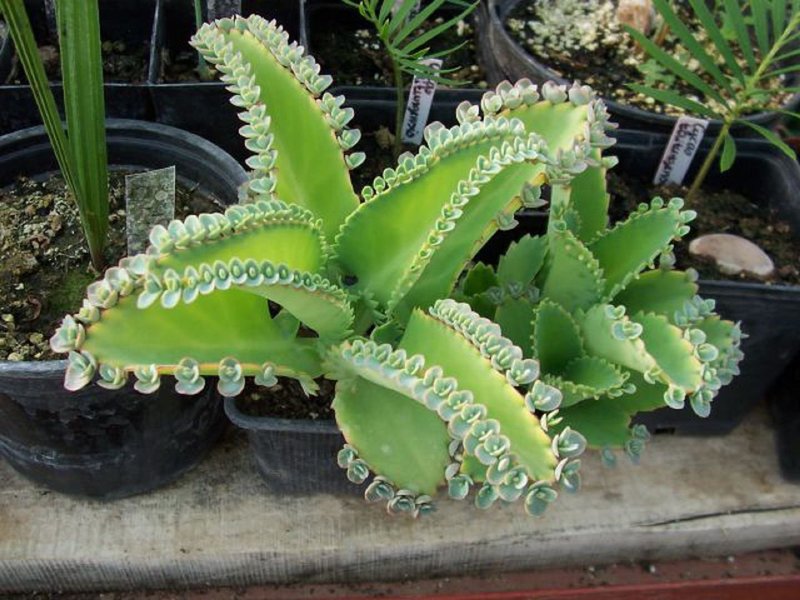 Bryophyllum is a useful and beautiful plant that even a beginner can grow