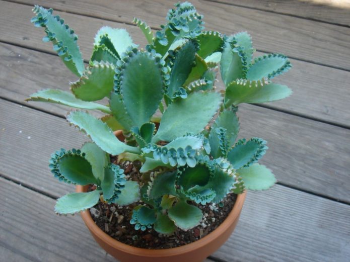 Bryophyllum in a pot