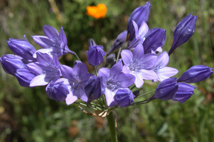 Dying brodiea flowers