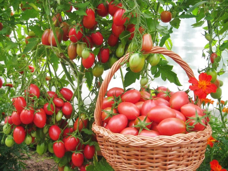 How to grow delicious and unusual-shaped banana tomatoes