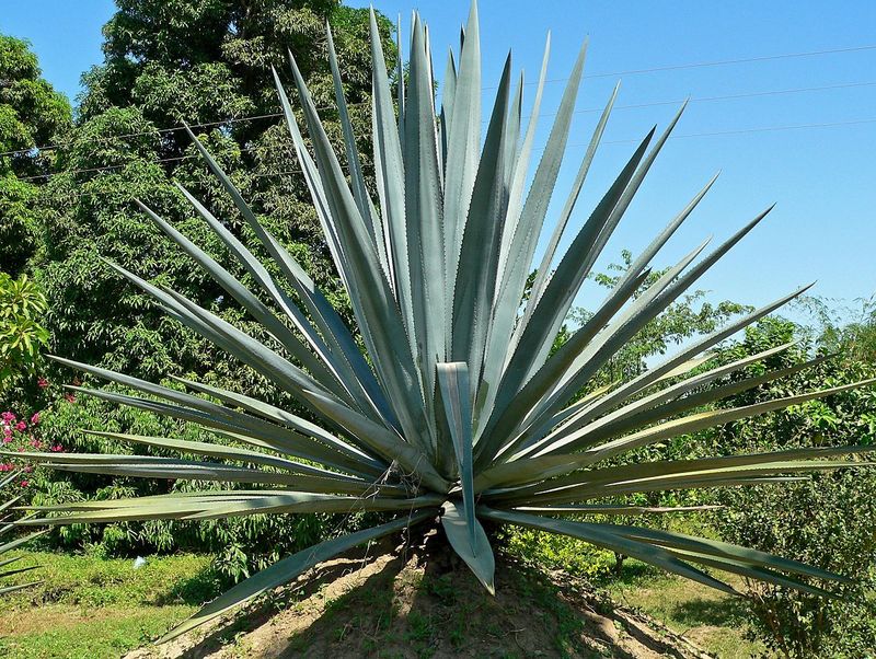 How to grow a mini agave palm tree at home: a beginner's guide and tips for successful care