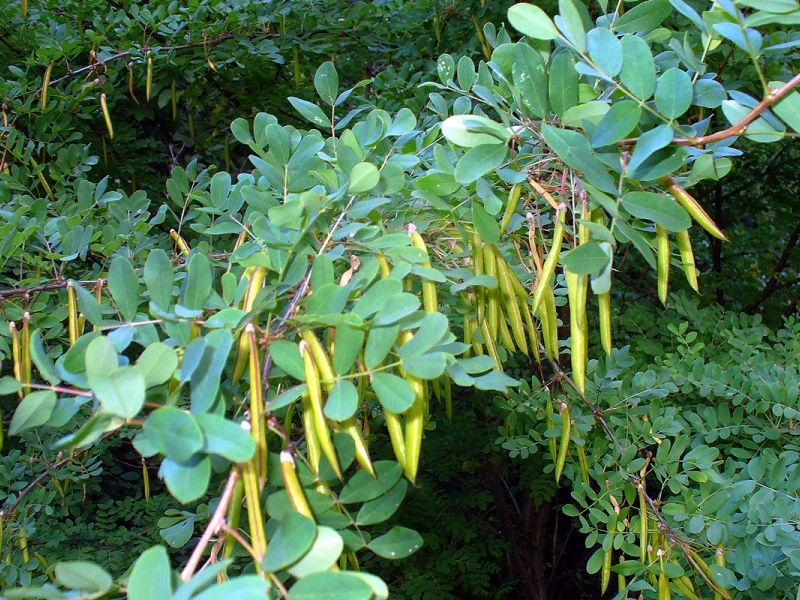 Yellow acacia (tree caragana) - growing and care