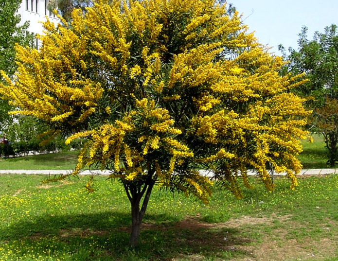 Yellow acacia in the garden