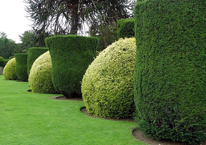 Curly crowns of a shrub