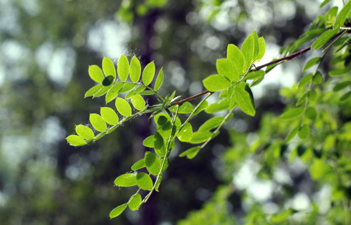 Acacia branch