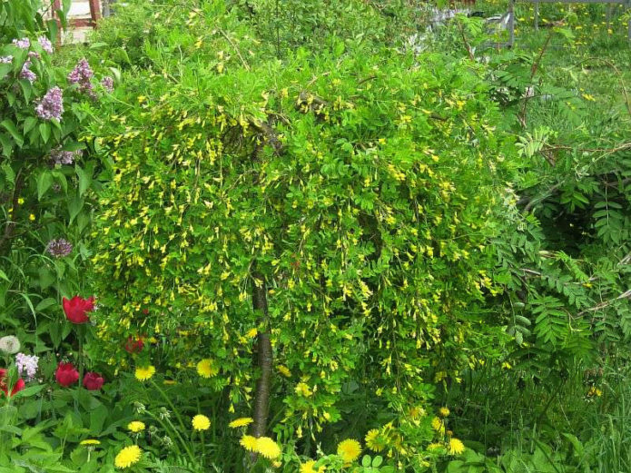 Acacia variety Pendula