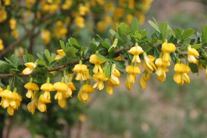 Caragana tree