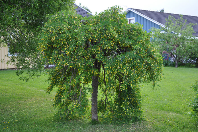 Weeping acacia