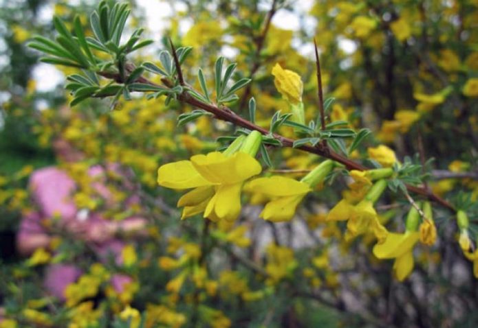 Caragana prickly