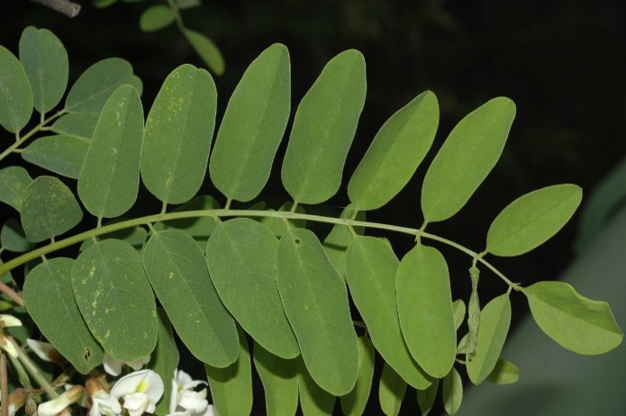 robinia leaves