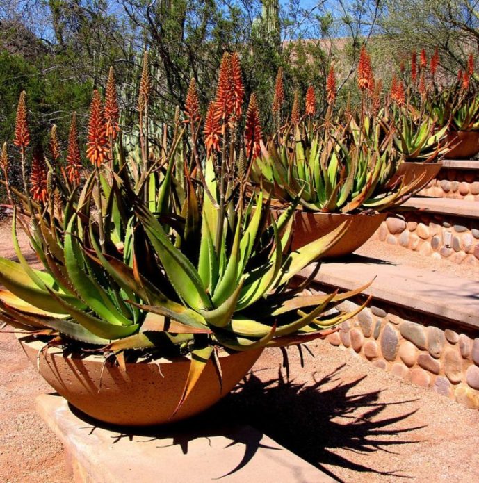 Blooming agave