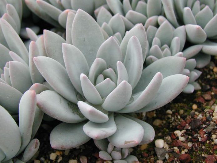 Pachyphytum