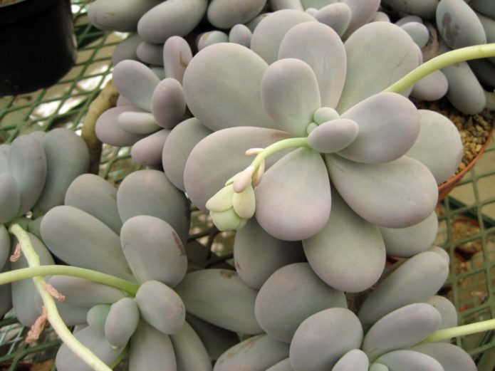 Egg-bearing pachyphytum