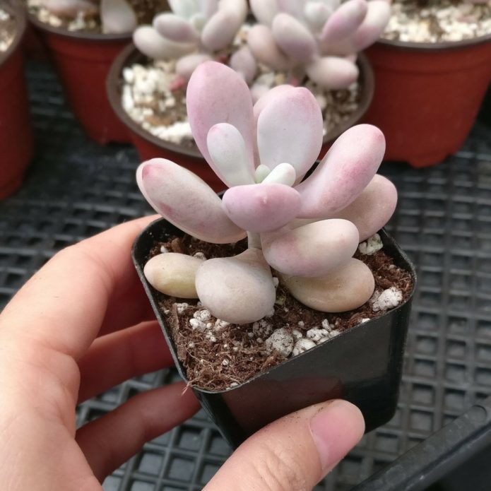 Pachyphytum in a pot