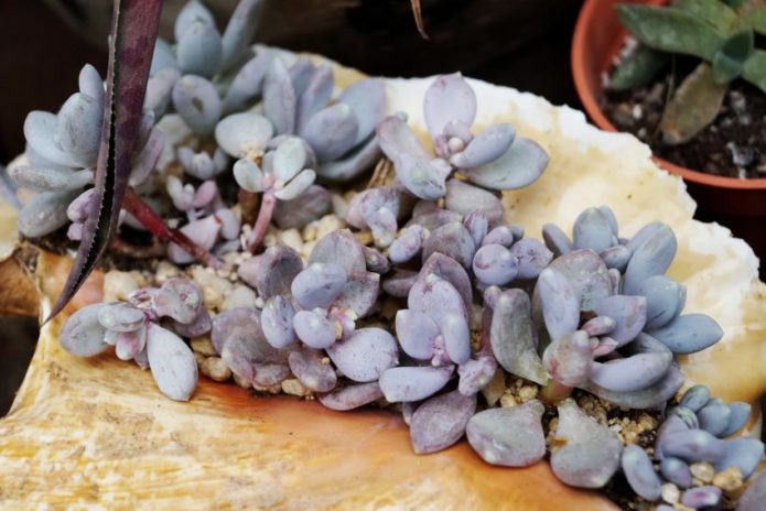 Succulent pachyphytum