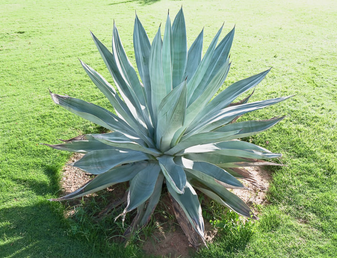 Blue agave