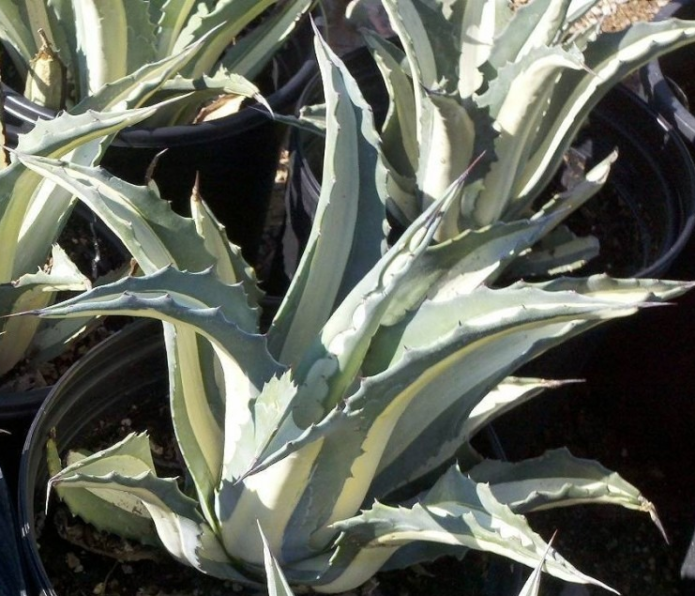 American agave