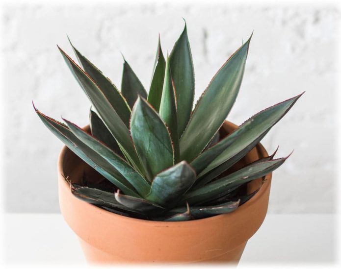 Agave Tumi