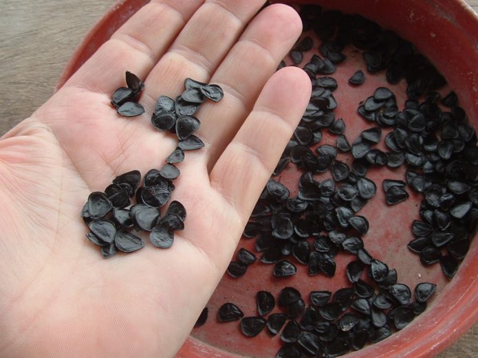 Agave seeds