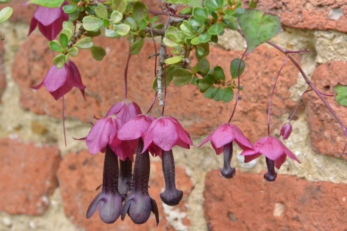 Rhodochiton in landscape design