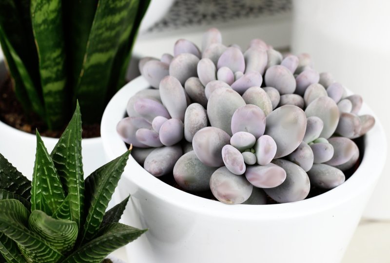 Pachyphytum