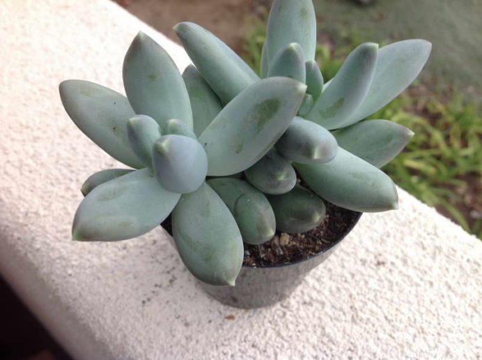 Bracts pachyphytum