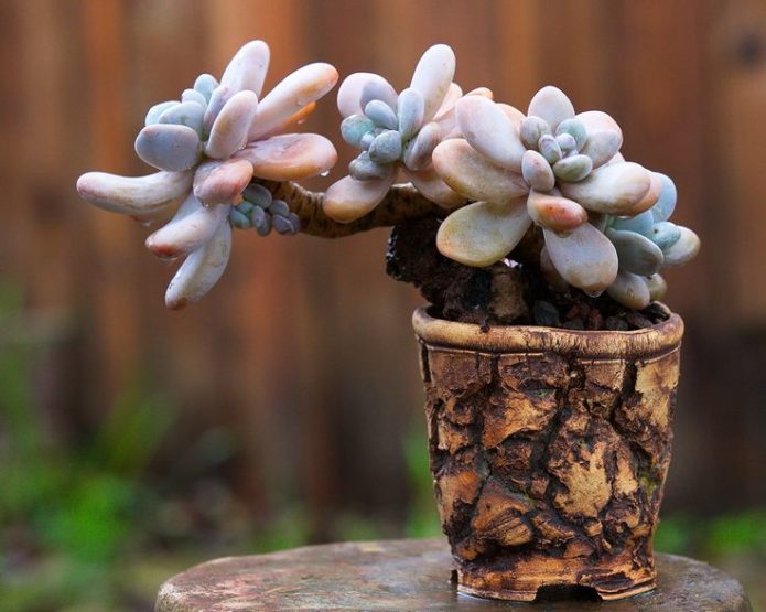 Egg-bearing pachyphytum in a pot