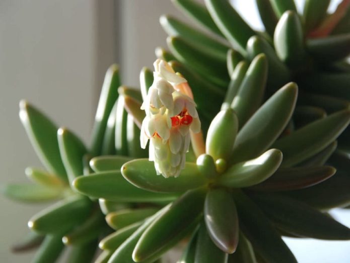 Blooming pachyphytum