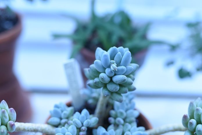 Pachyphytum on the windowsill