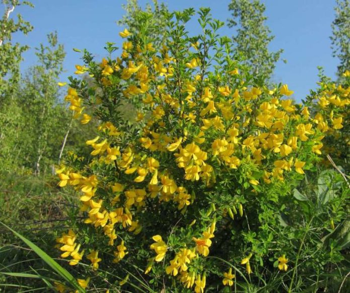 Caragana shrub