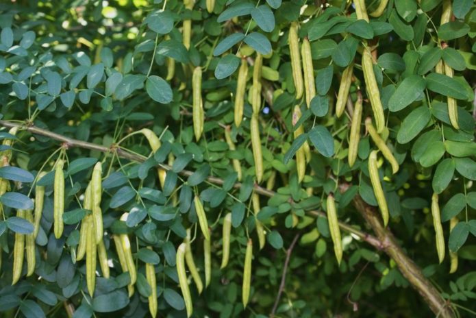 Caragana fruits