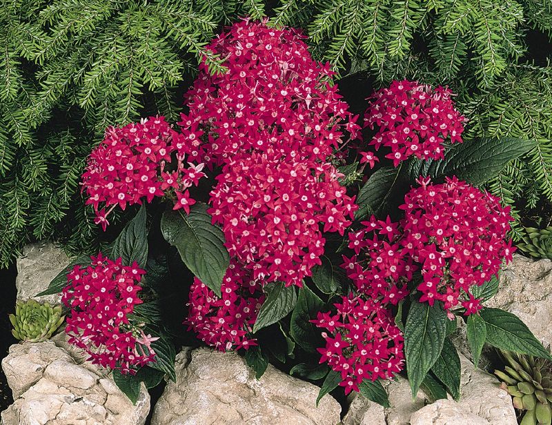 Growing a pentas flower