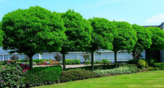 robinia in landscape design