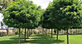 robinia in landscape design