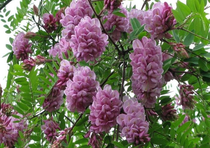 robinia sticky