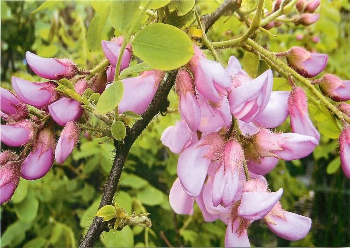 robinia bristly