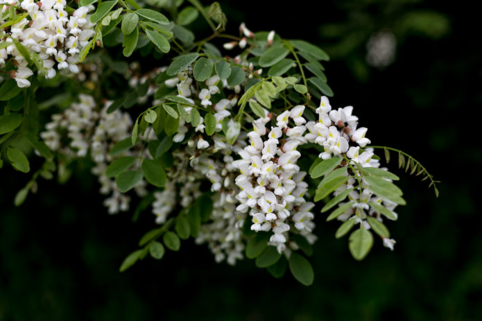 robinia blooms