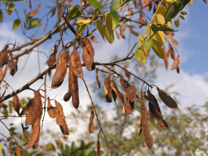 robinia in autumn