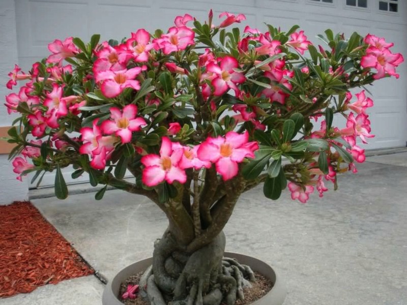 We grow a desert rose at home - adenium