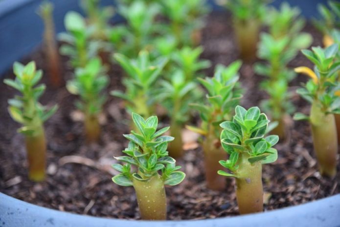 Seedlings of Adenium