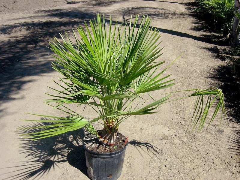 Palm hamerops: growing and care