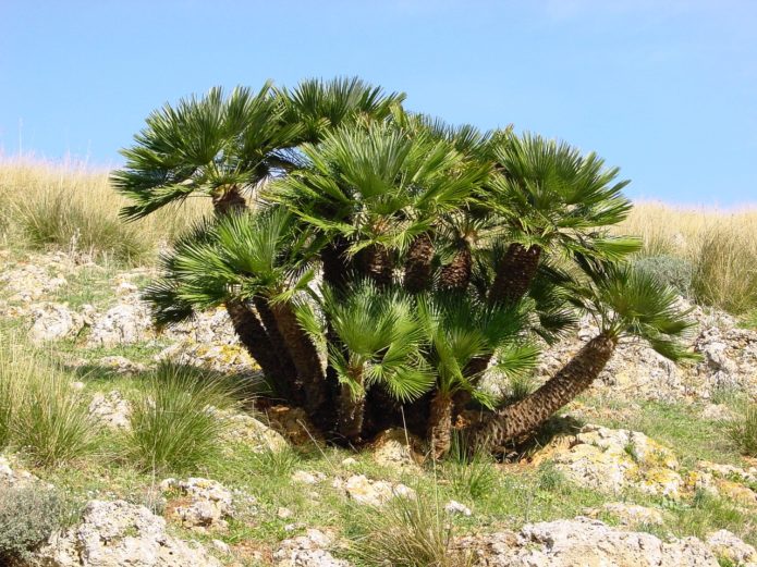 Palm hamerops in nature