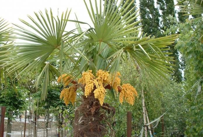 Flowering hamerops palm