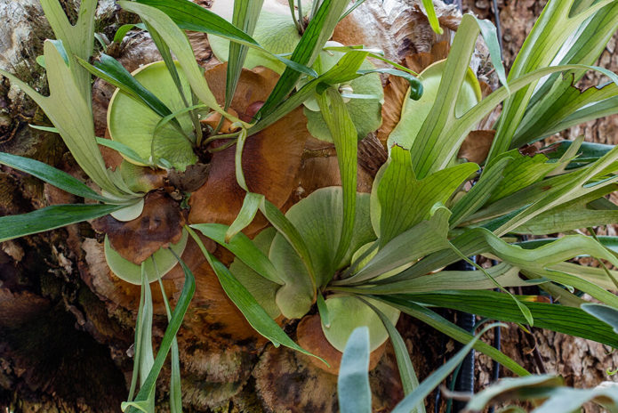 Angolan platycerium