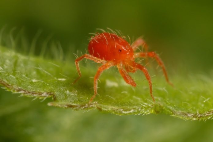 Spider mite