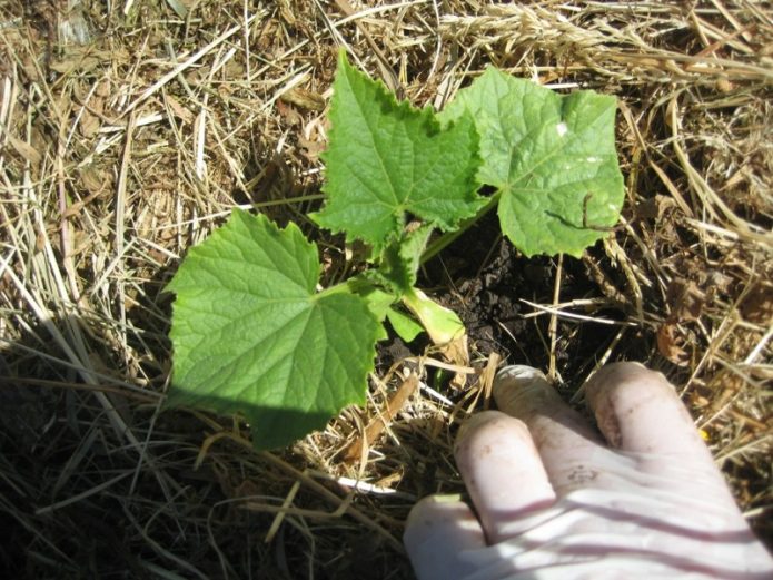 Seedlings of cucumbers